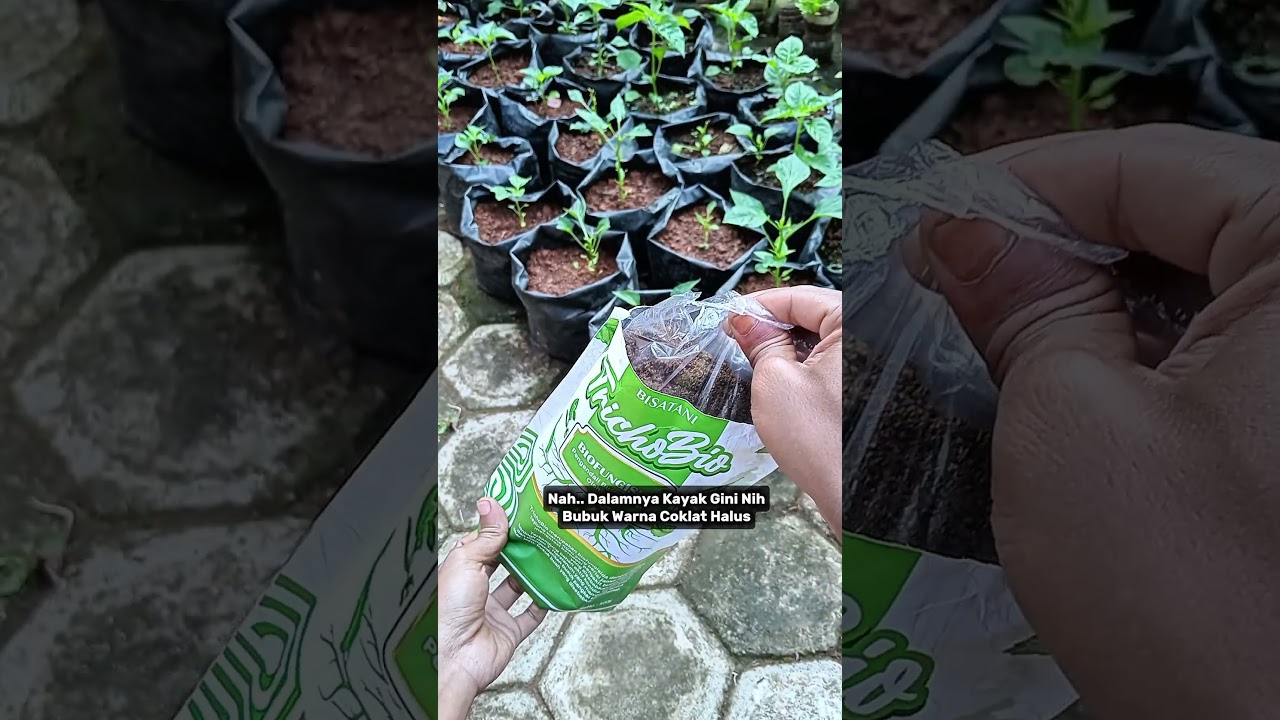 pupuk layu Fusarium dan jamur #layufusarium #busukbatang #busukakar #pupuktrichoderma