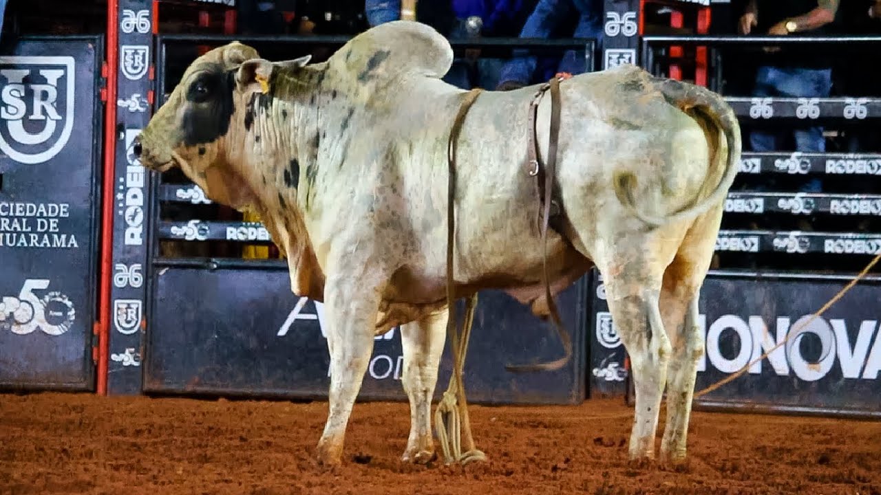 SEMI FINAL em TOUROS | RODEIO de UMUARAMA-PR 2025
