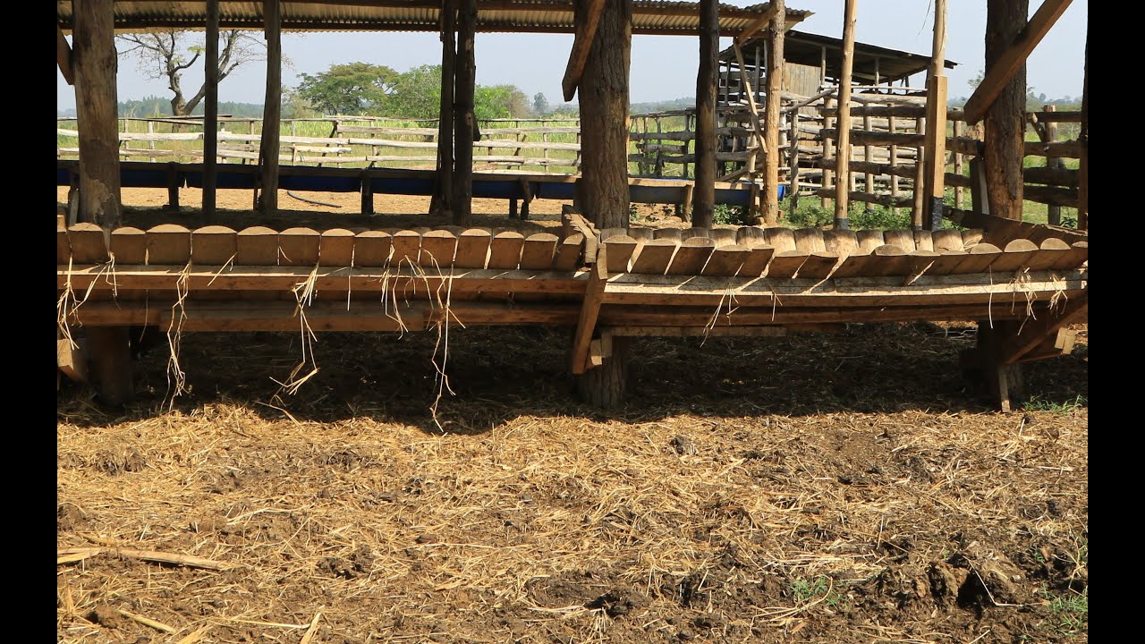 HOW TO START A FEED LOT WITHOUT MUCH CAPITAL