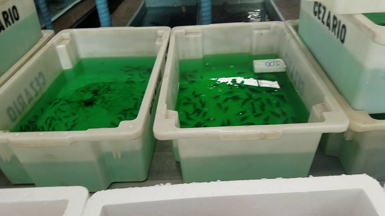 Visita exportador de peixes ornamentais 2(6)