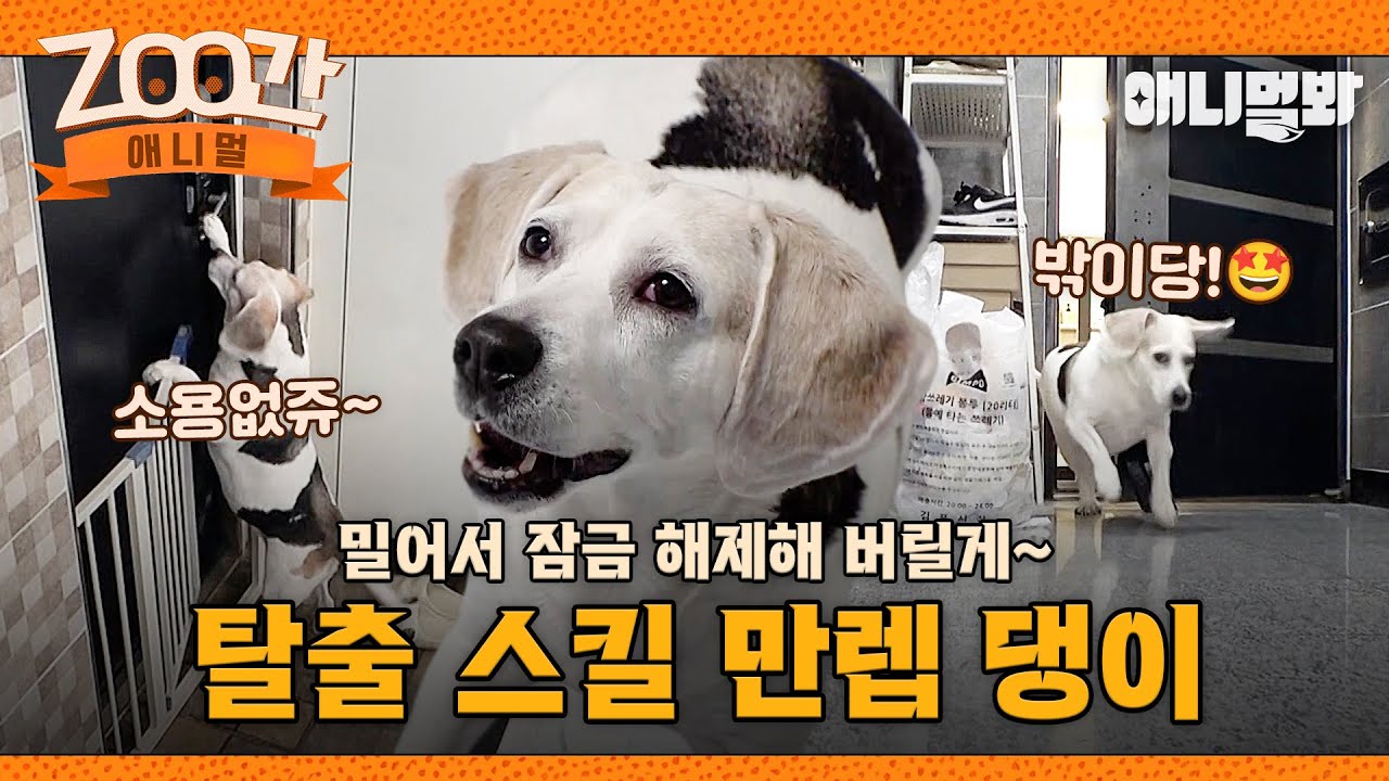 [#Zoo간애니멀] 자 따라혀봐 입으로 물고! 발로 열고!😎 탈출 스킬 만렙견 댕이의 정확성 200% 탈출법 I EP.1256 #TV동물농장 #AnimalFarm #애니멀봐