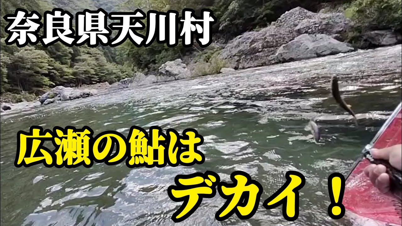 天川広瀬の鮎はデカイ！