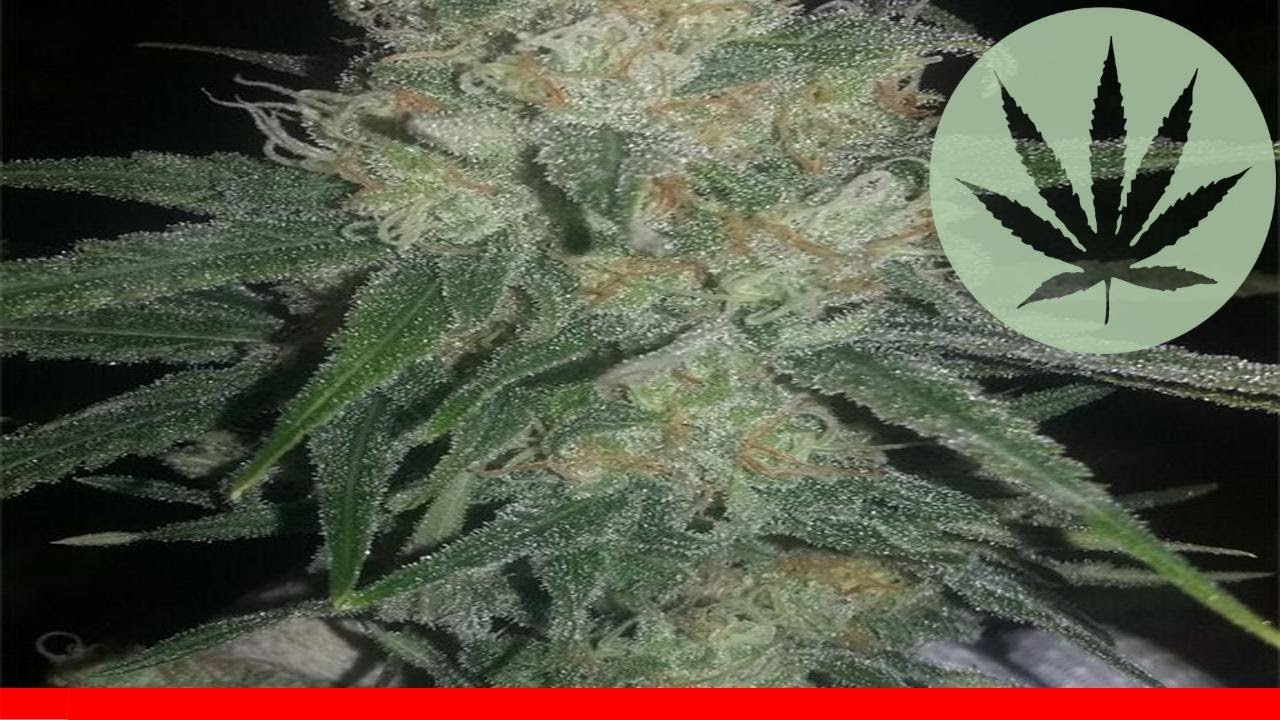 Critical Haze - All About This Strain