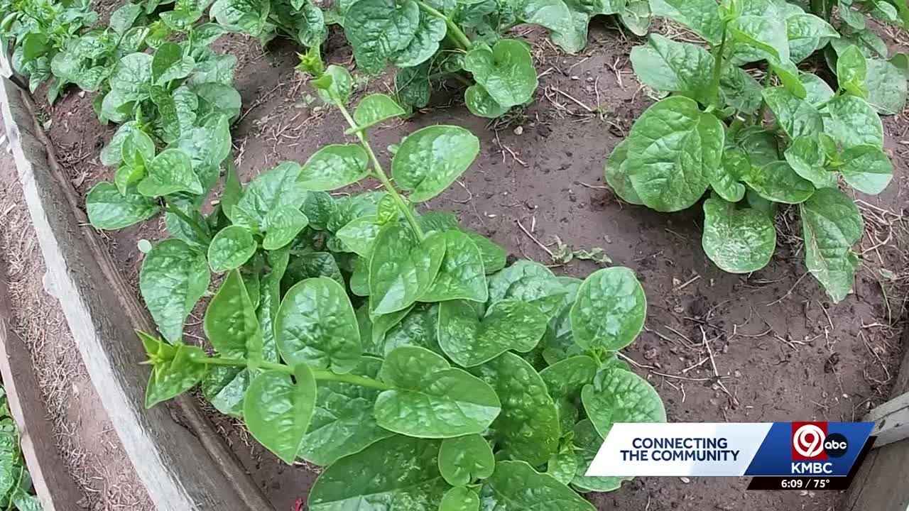 Kansas City expands grant program to help community gardens and urban farms grow