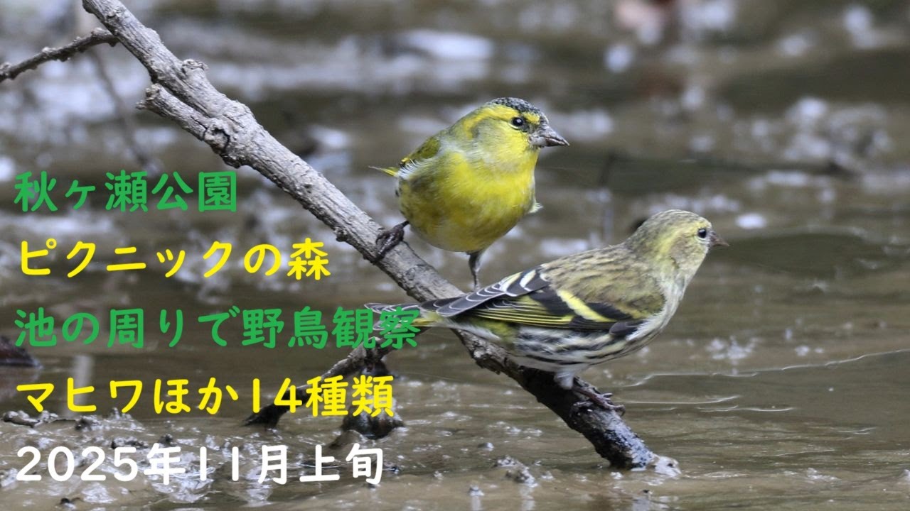 マヒワほか14種類野鳥観察(in 秋ヶ瀬公園)