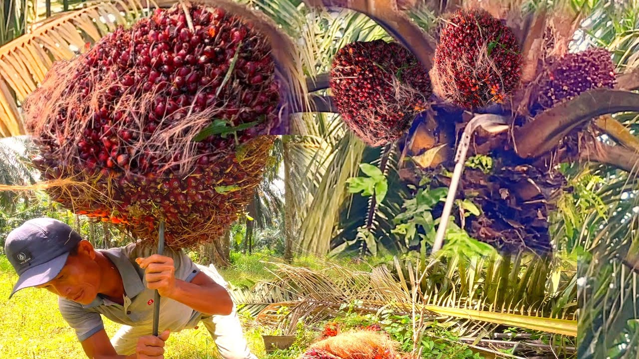 Edan Buahnya besar dan jumbo || panen sawit unggul seperti ini 30 tandan sudah 1 ton