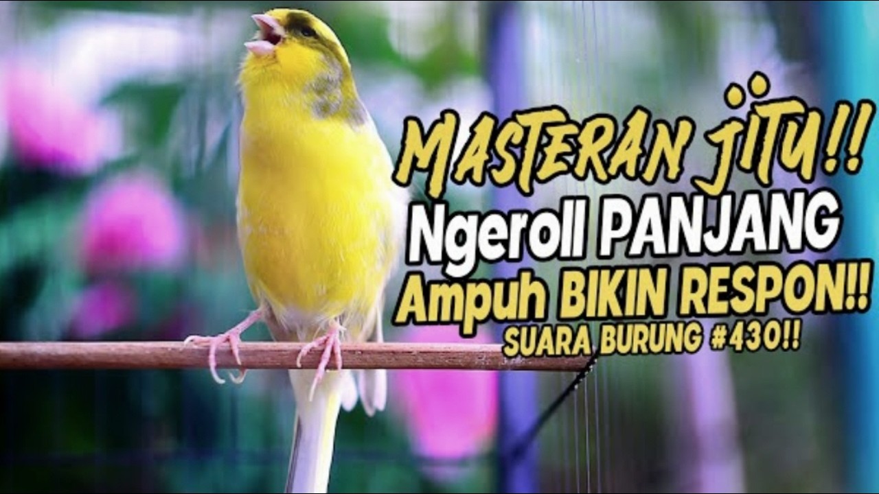 MASTERAN KENARI PALING JITU MUDAH MASUK TERBARU 2026