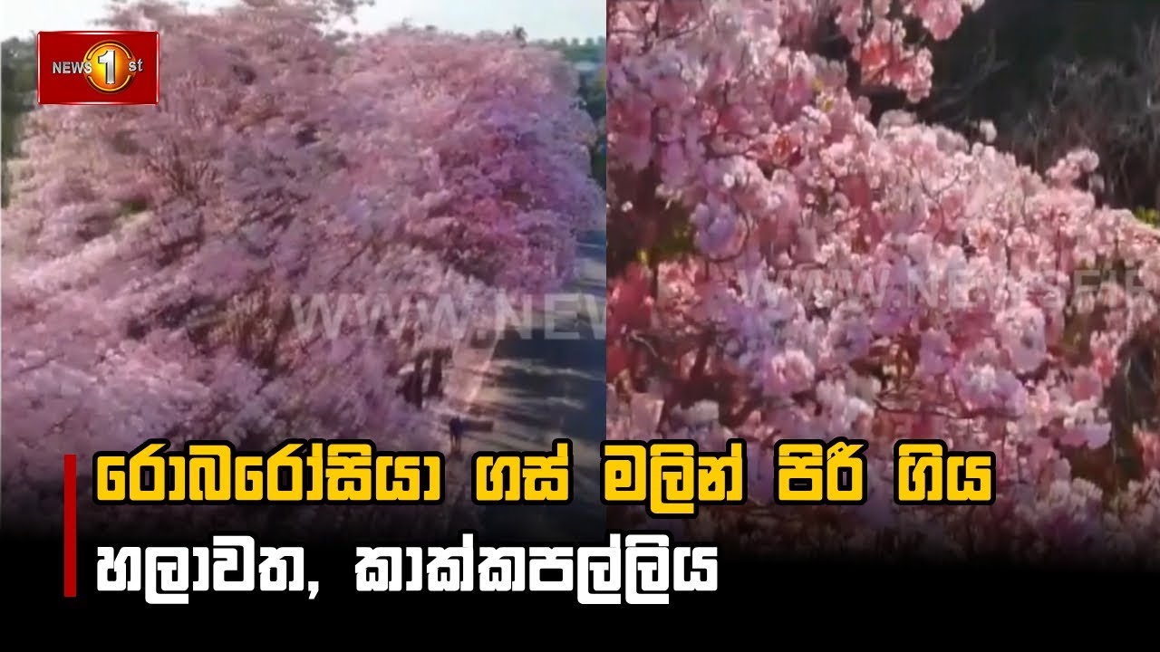 රොබරෝසියා ගස් මලින් පිරී ගිය හලාවත, කාක්කපල්ලිය #Robarosiya