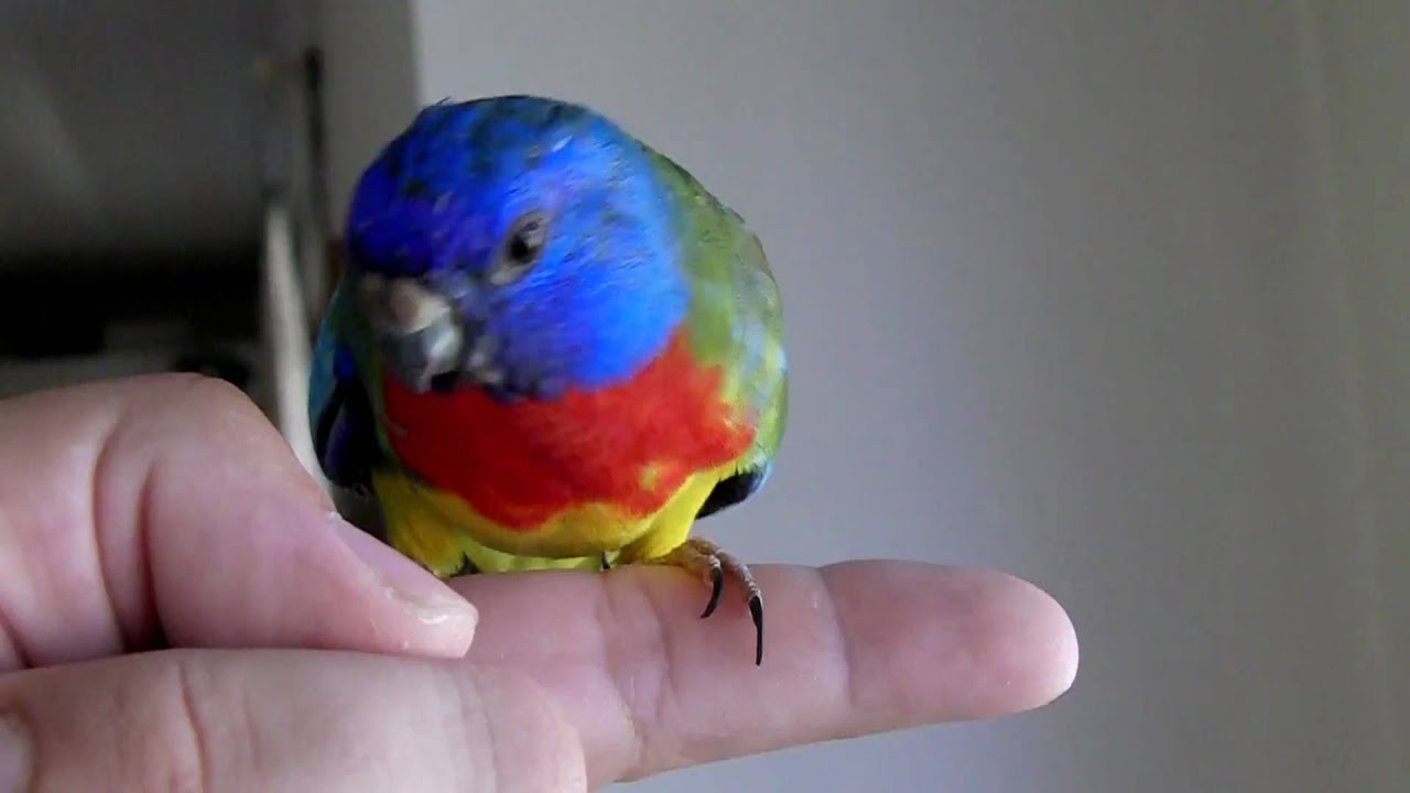 Scarlet Chested Parrot - Neophema Splendida