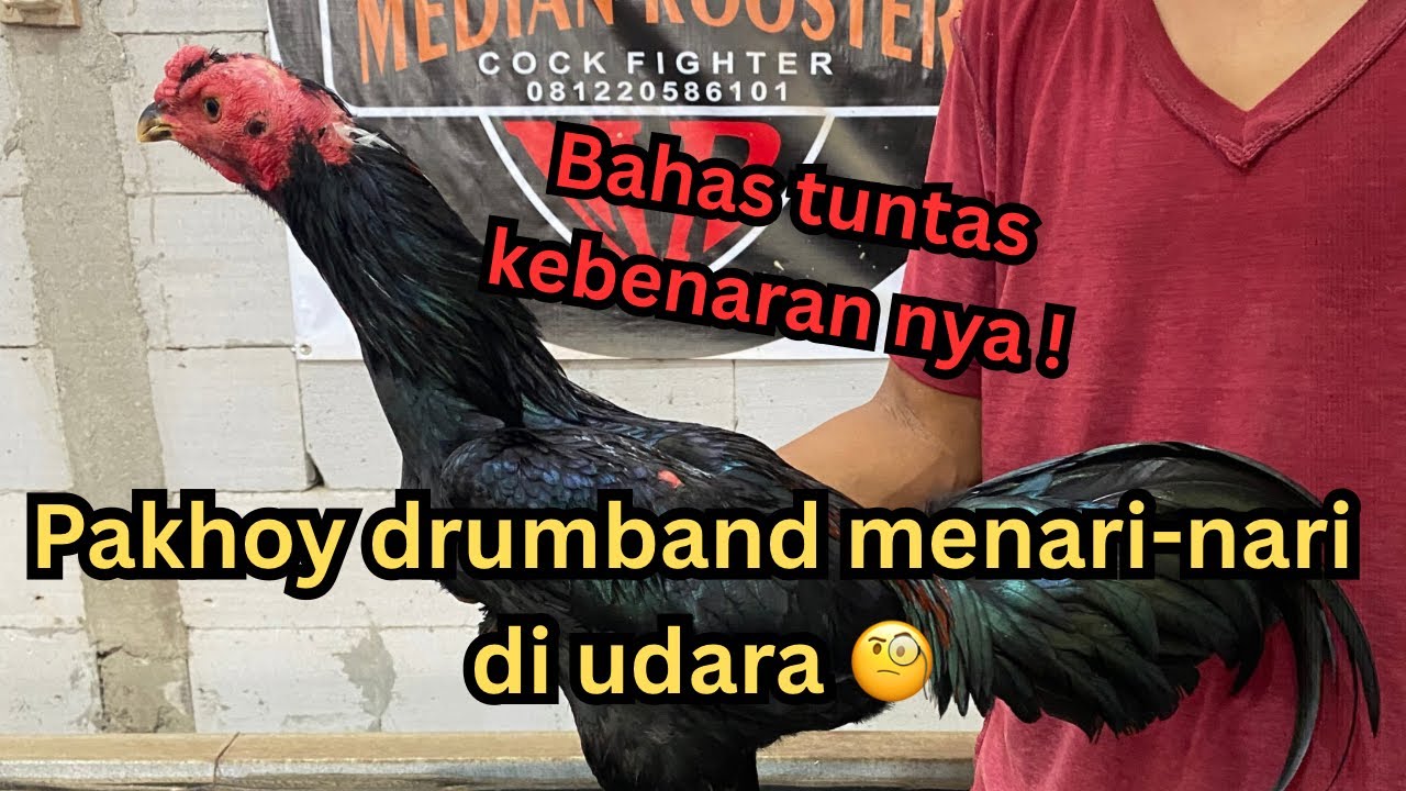Bahas tentang ayam modern pakoy drumband 🔴