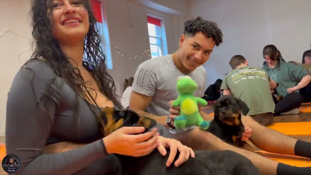 Yoga With Our Rottweiler Puppies