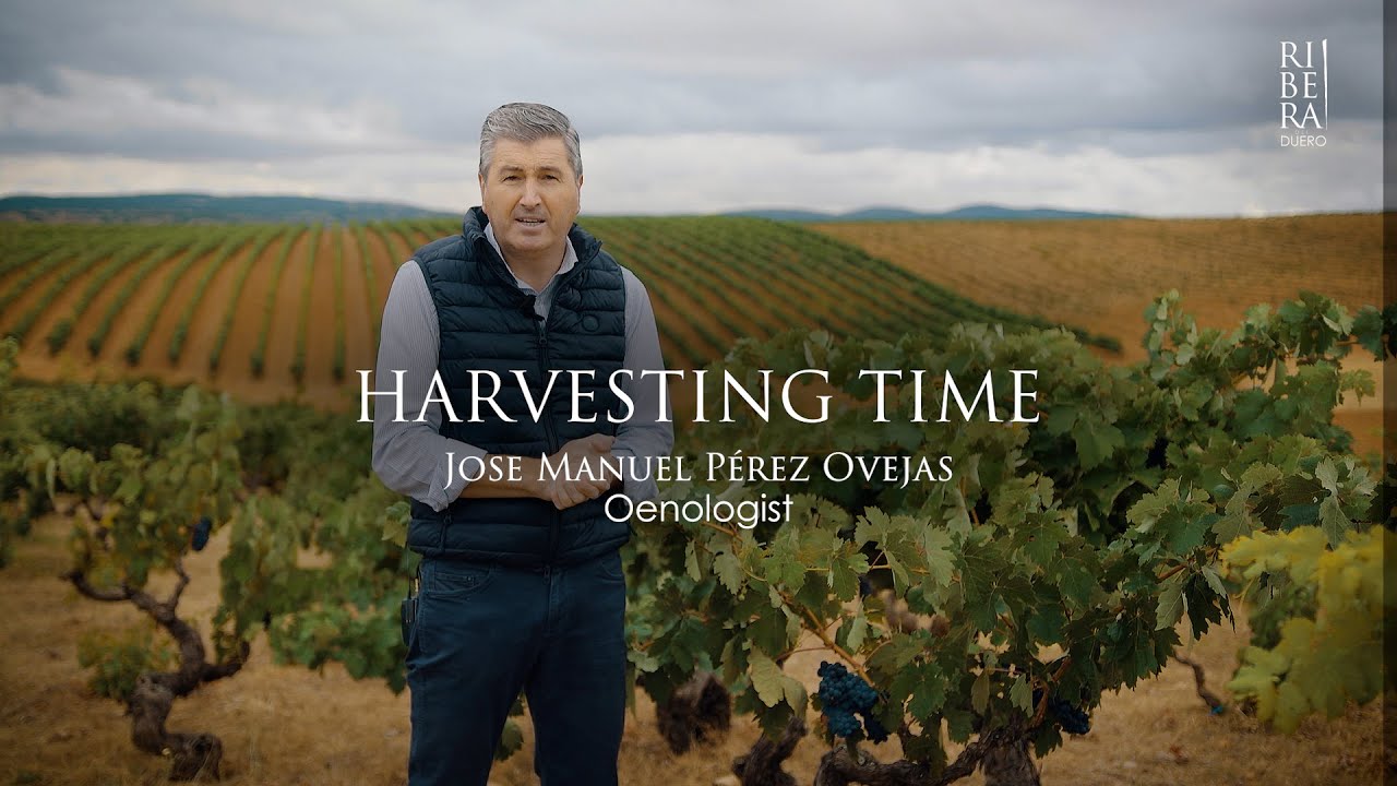 Jose Manuel Pérez Ovejas - Harvesting time