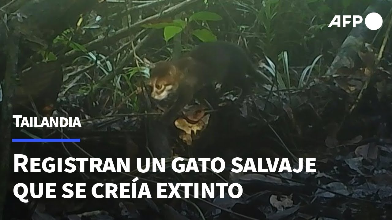 Registran en Tailandia un gato salvaje que se cre&iacute;a extinto | AFP