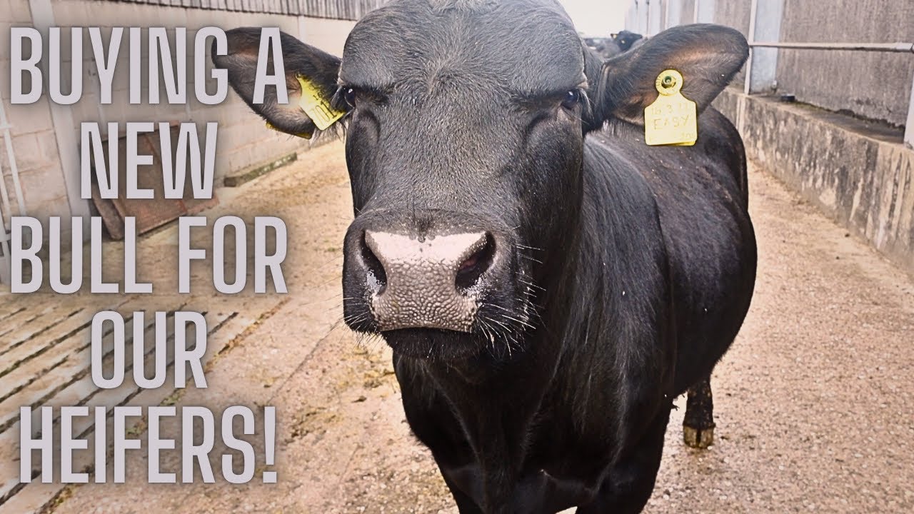 WE'VE FINALLY PURCHASED A NEW BULL!! RUNNING HIM WITH THE HEIFERS FOR THE FIRST TIME!