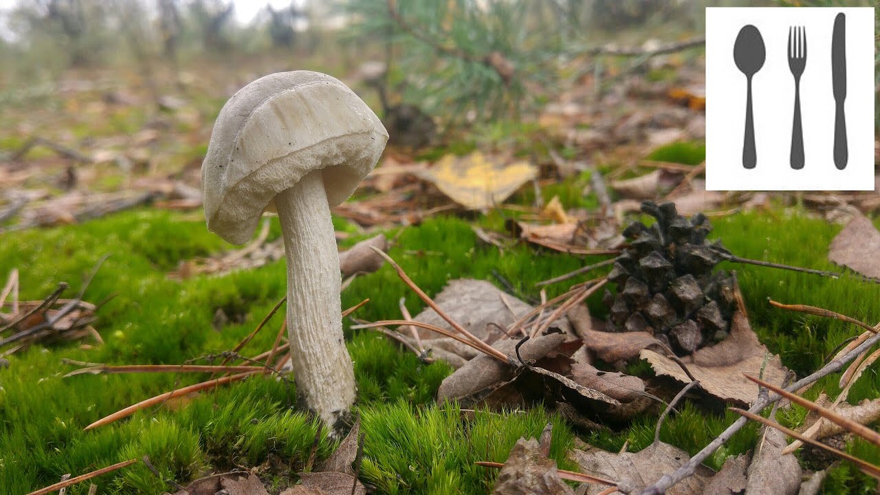 Koźlarz białawy (Leccinum holopus)&nbsp;Jaworzno