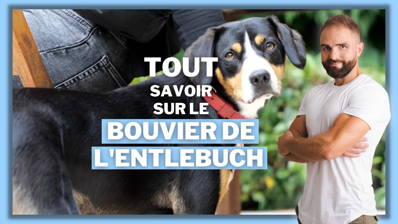 Race de chien : Le Bouvier de l'Entlebuch !