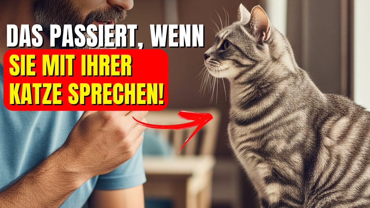 Was denkt Ihre Katze, wenn Sie mit ihr sprechen? Die Wahrheit, die Ihnen niemand gesagt hat!