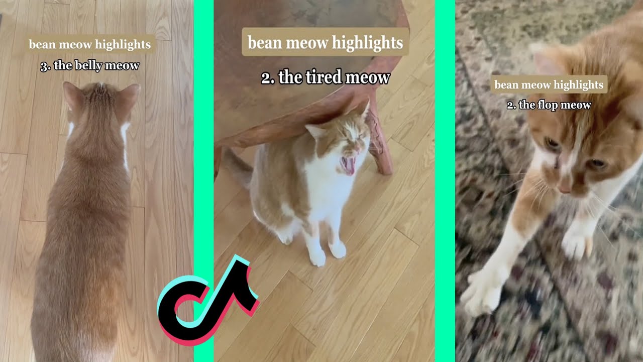 bean meow highlights tiktok compilation