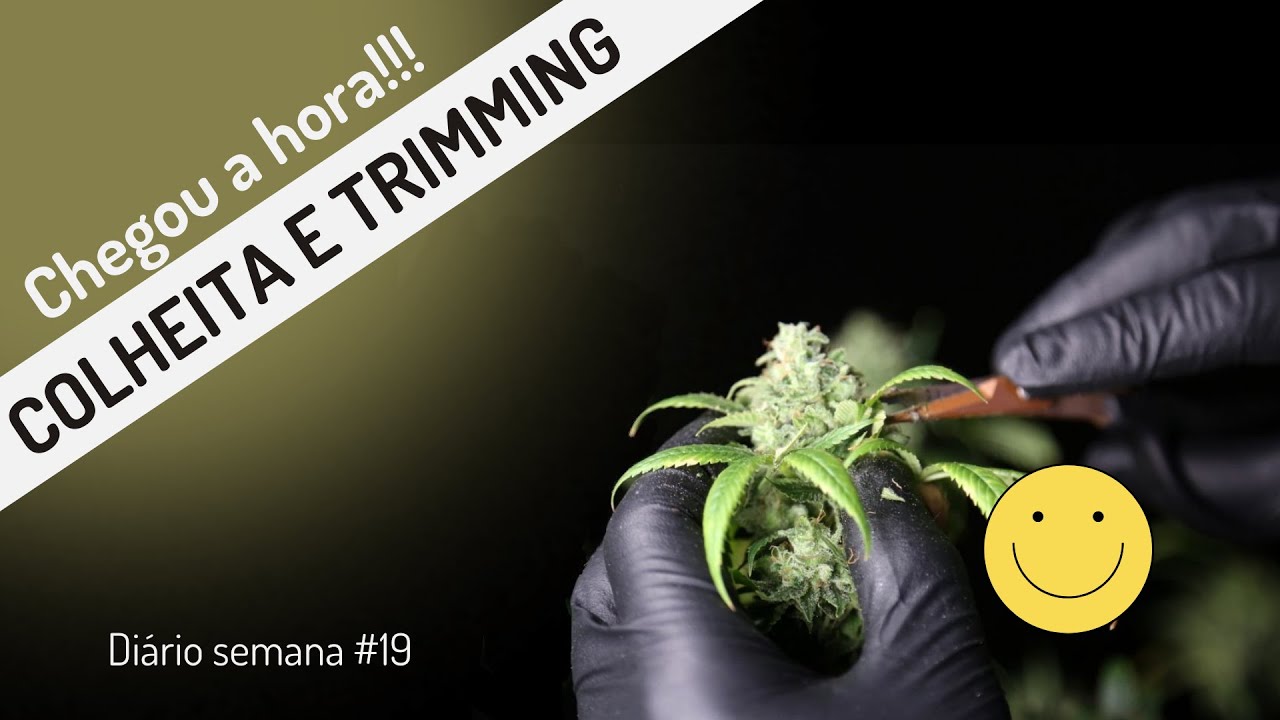 Colheita e Trimming (Manicure): c0mo finaliz4r o seu Cultiv0 Indoor! Diário do J4rdineiro #36