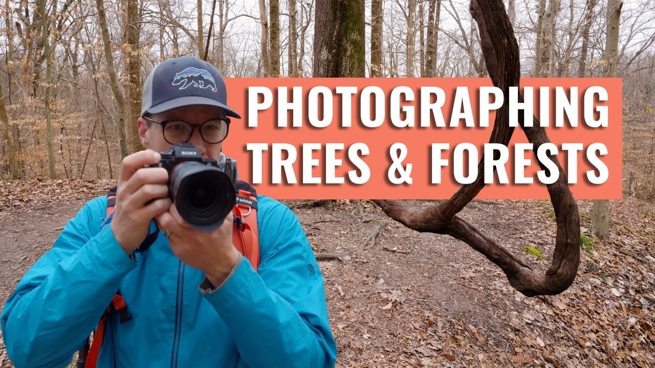 Photographing Trees and Forests - Landscape Photography in the Field