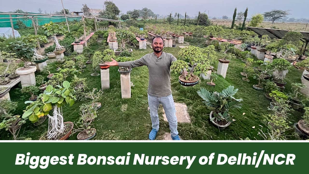 Biggest Bonsai Nursery of Delhi/NCR 😱🪴 Bonsai Shopping Online 😲 घर बैठे मँगाए
