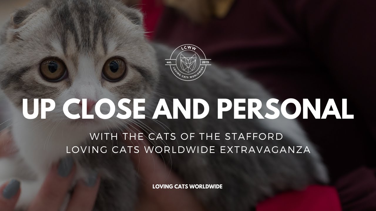 Cute Cat Close-Up's | Stafford CATstravaganza with Loving Cats Worldwide