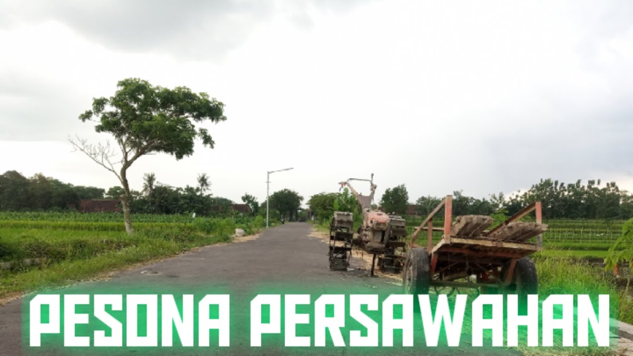 Menikmati Keindahan Alam Pedesaan | Pesona Persawahan