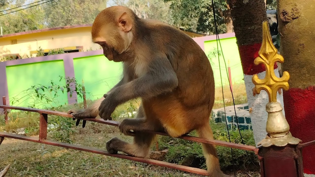 We visited zoo on 23rd January 😍😍🐵🐻🐯 // চিড়িয়াখানায় গিয়ে খুব মজা করলো শ্রী☺️//#viralvideo #vlog