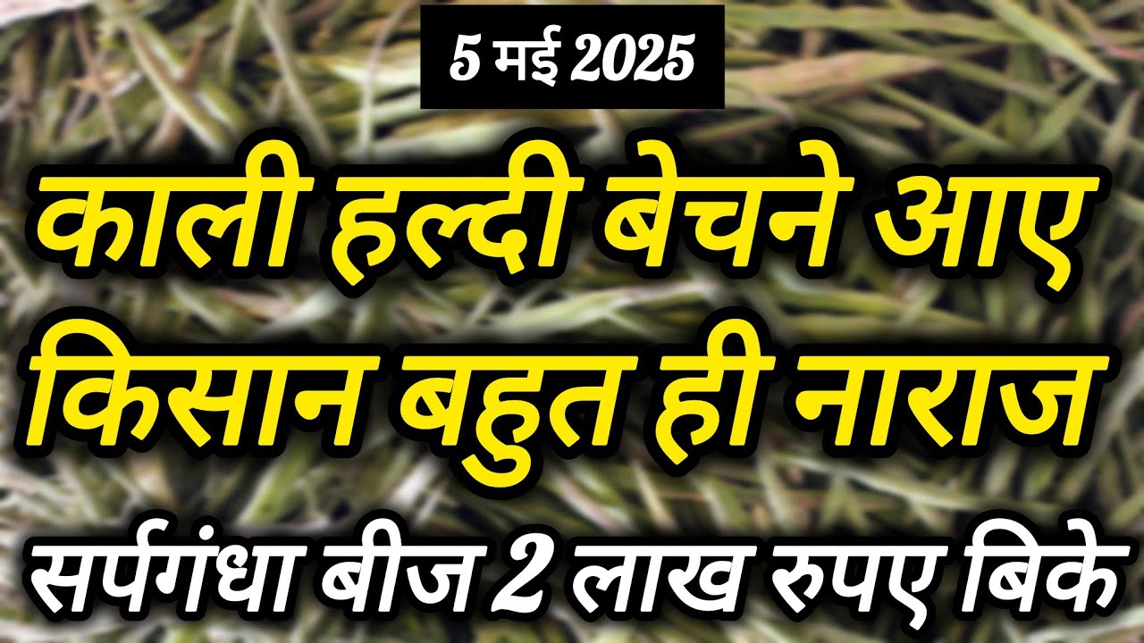 सफेद मूसली के भाव देखकर किस को आया गुस्सा 🤯🤯 ।। नीमच औषधि मंडी ।। Neemuch Mandi Bhav