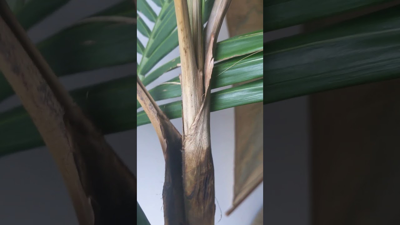 Palm Problems