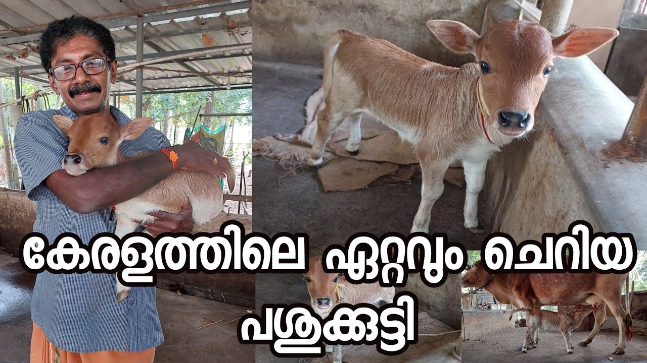 കേരളത്തിലെ ഏറ്റവും ചെറിയ പശു കിടാവ്|World Shortest Breed, Miniature Punganuru Cows, Below 15- inches