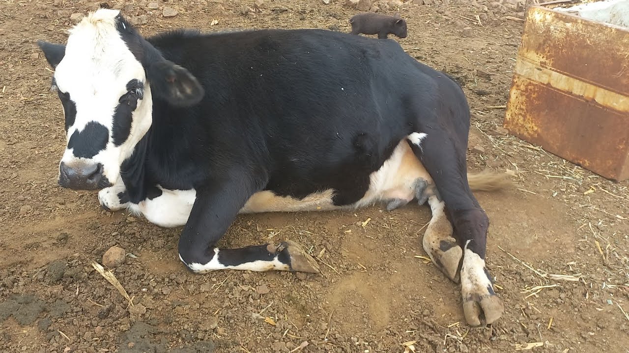 TODAS ALIMENTADAS ,CURTINDO UM DESCANSO 