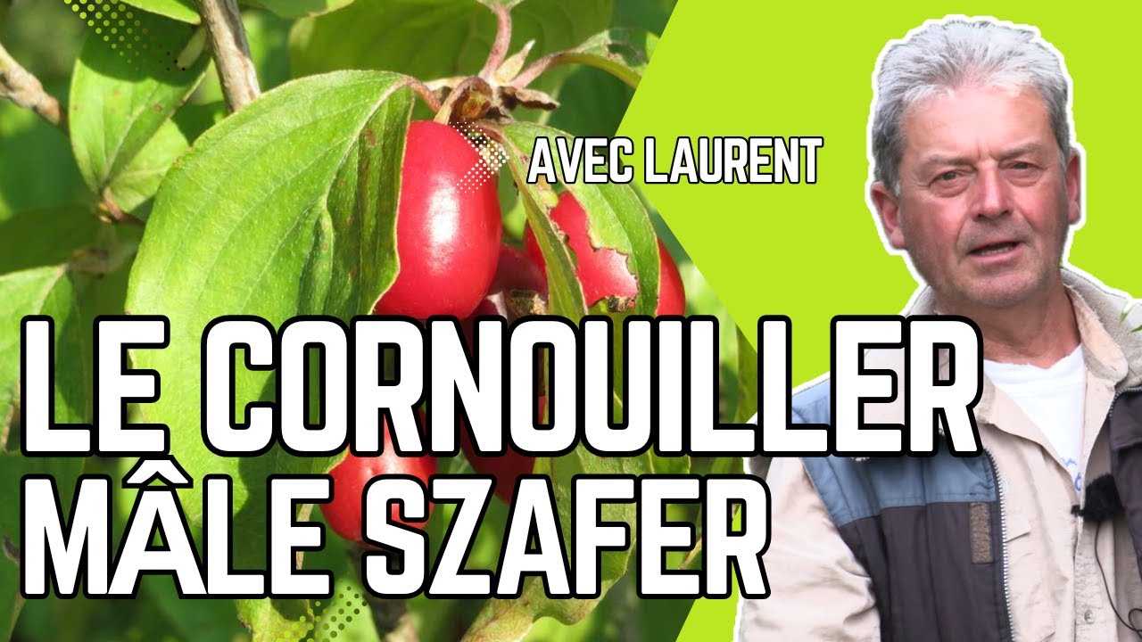 Le CORNOUILLER MÂLE SZAFER, un FRUITIER PRODUCTIF, RUSTIQUE et PLÉBISCITÉ par les PROS