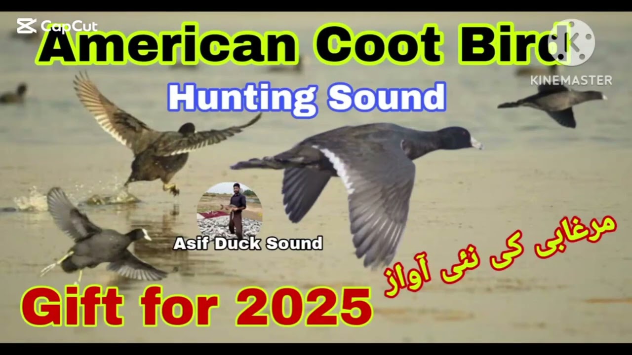 American coot bird