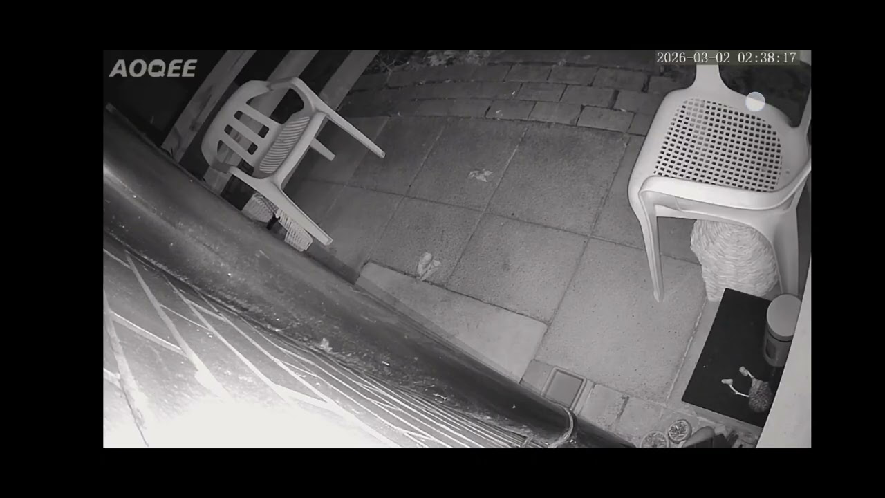 Hedgehog Watch 