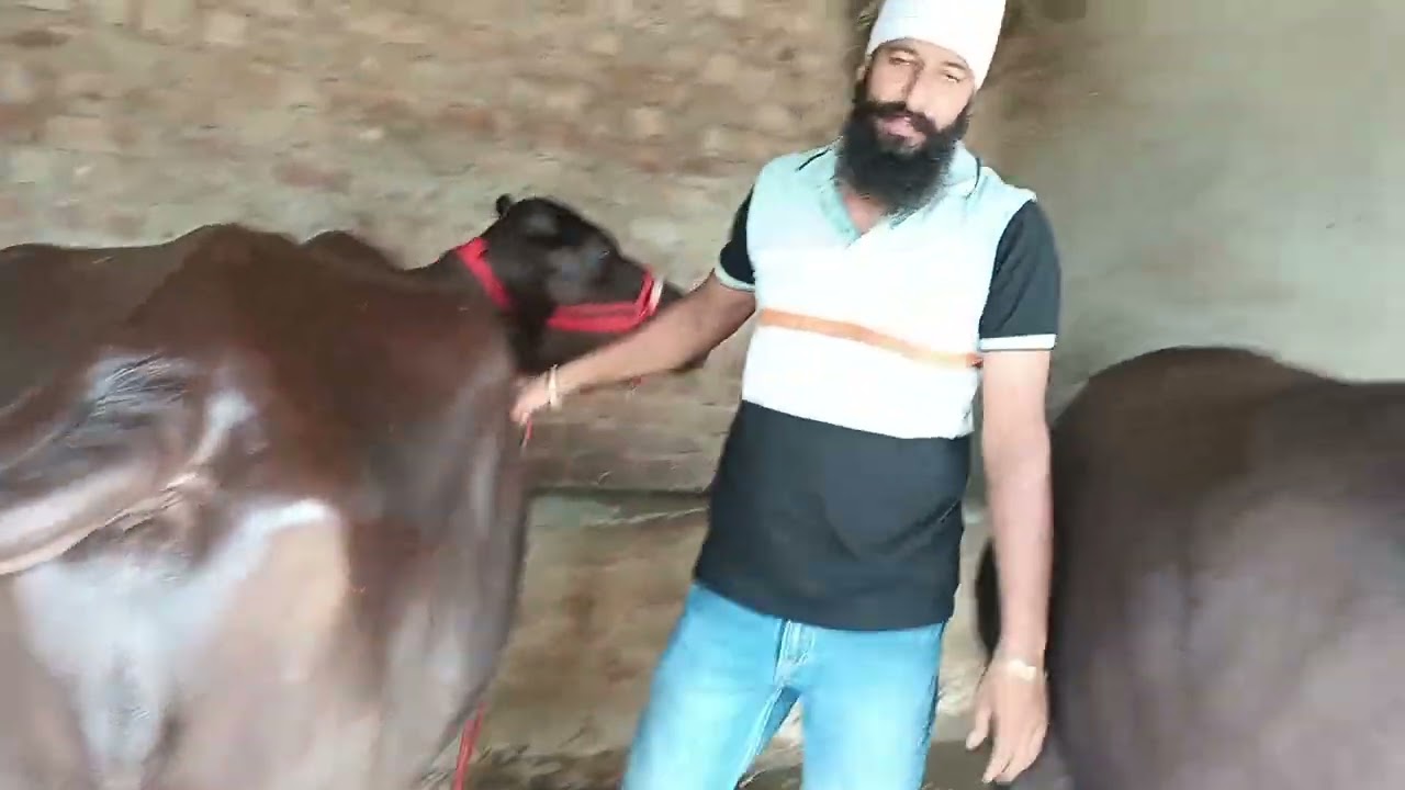 ਤੋਕੜ ਗੱਬਣ ਝੋਟੀ ਦੋ ਹੋਰ ਨਾਲ ਵਿਕਾਓੁ ਫੋਨ ਨੰਬਰ 9779635121