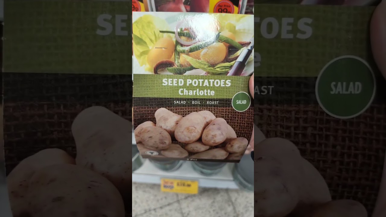 A trip to home bargains to check out their gardening range. #gardening #homebargains #plantshopping