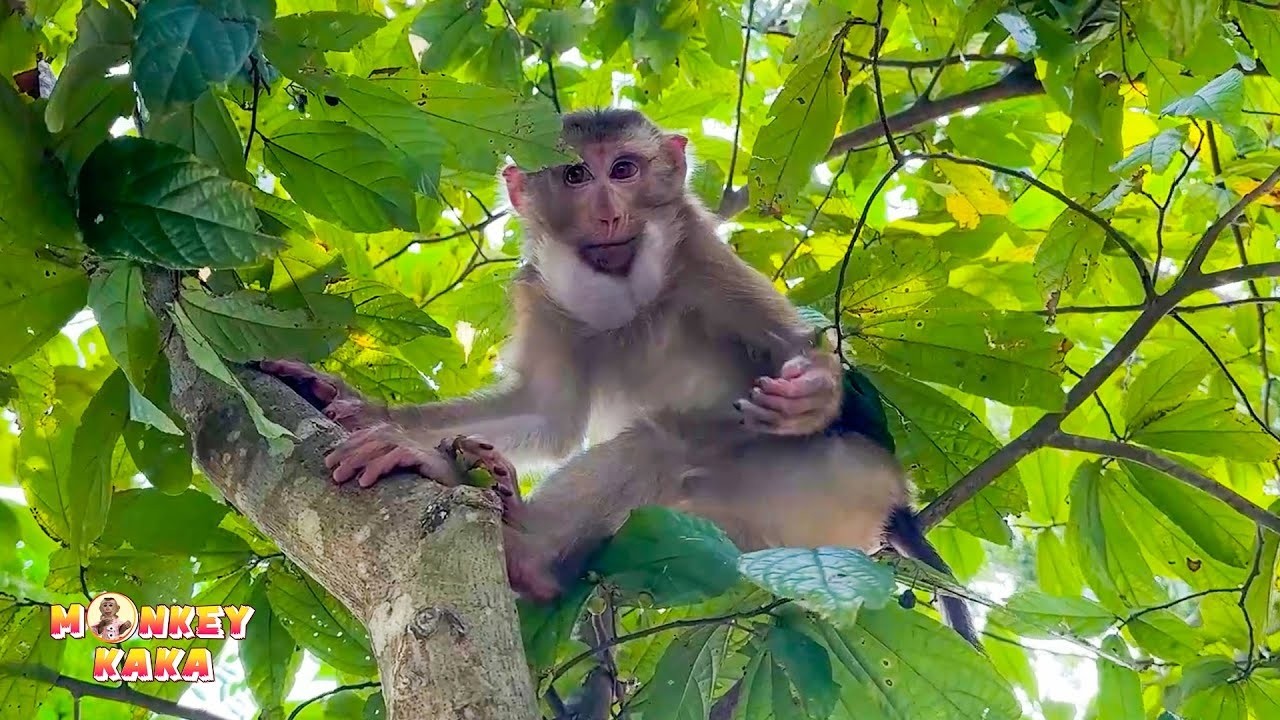 What kind of suffering did Monkey Kaka have to endure?