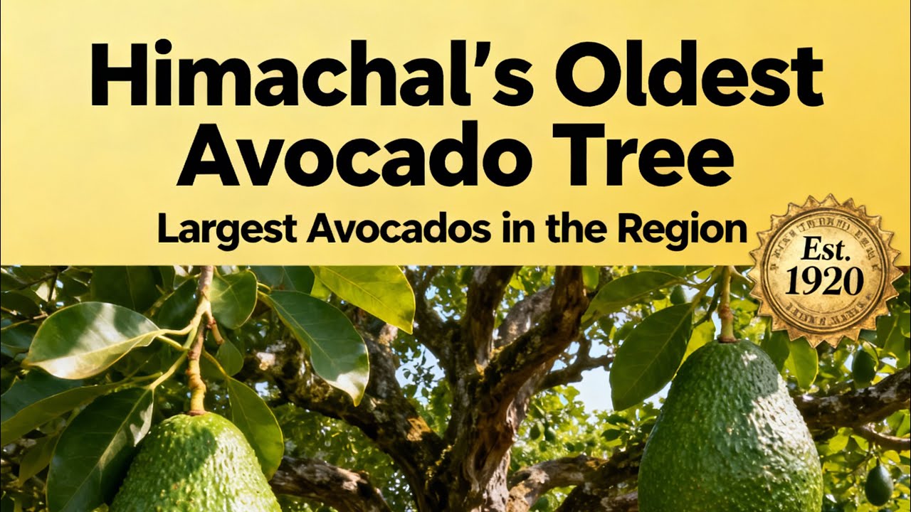 Oldest Avacado plants in Himachal 40 years old