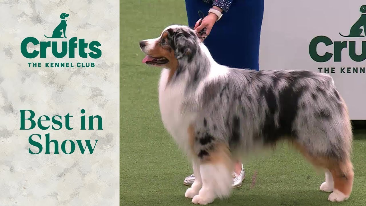 Лучший на выставке | Crufts 2024