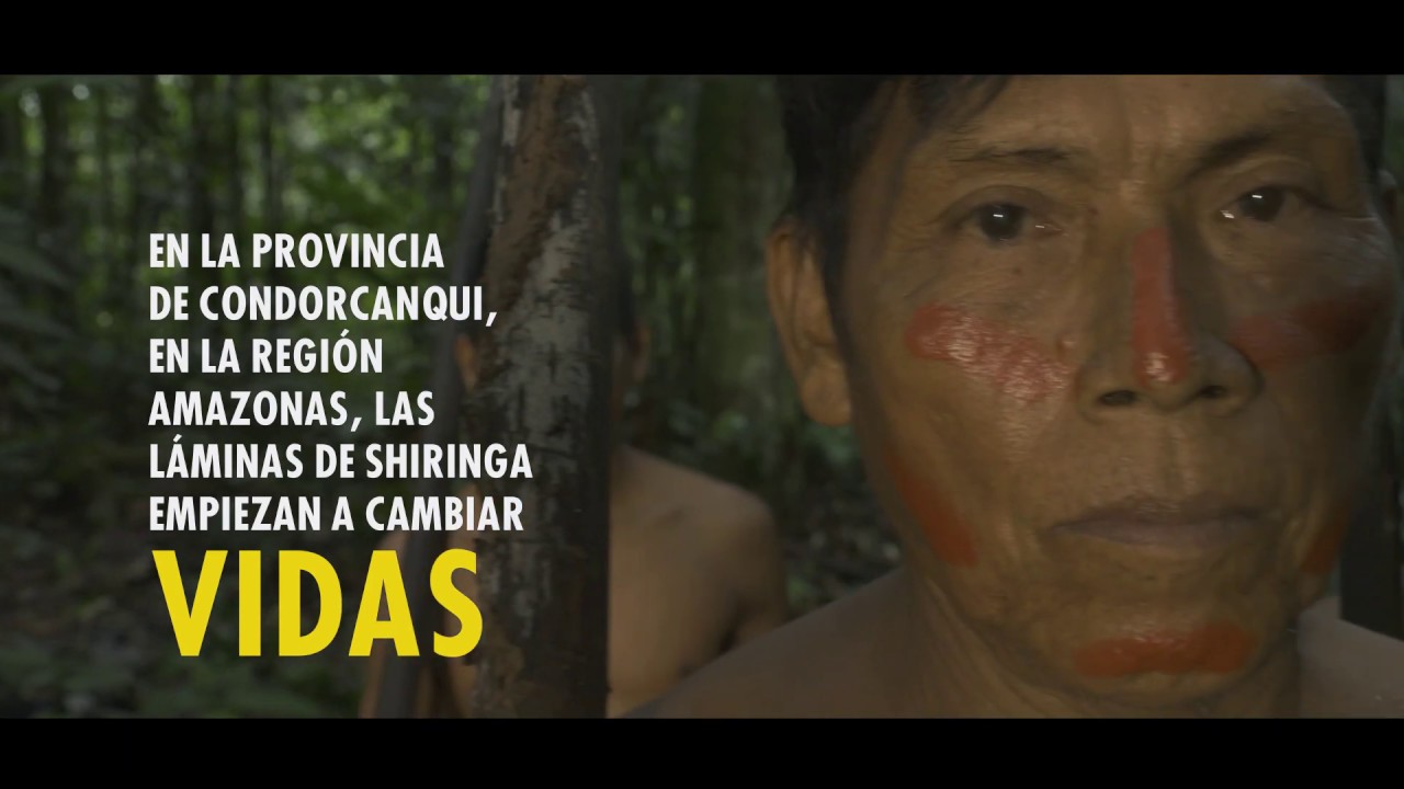 Shiringa: Una oportunidad de desarrollo en la Amazonía
