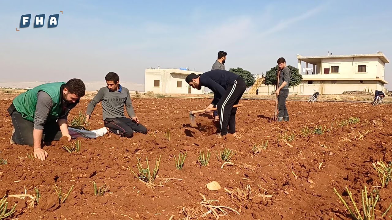 بدء زراعة الورد الجوري في الريف الشمالي لمحافظة إدلب إذ يعد أحد أهم المحاصيل الزراعية في المنطقة