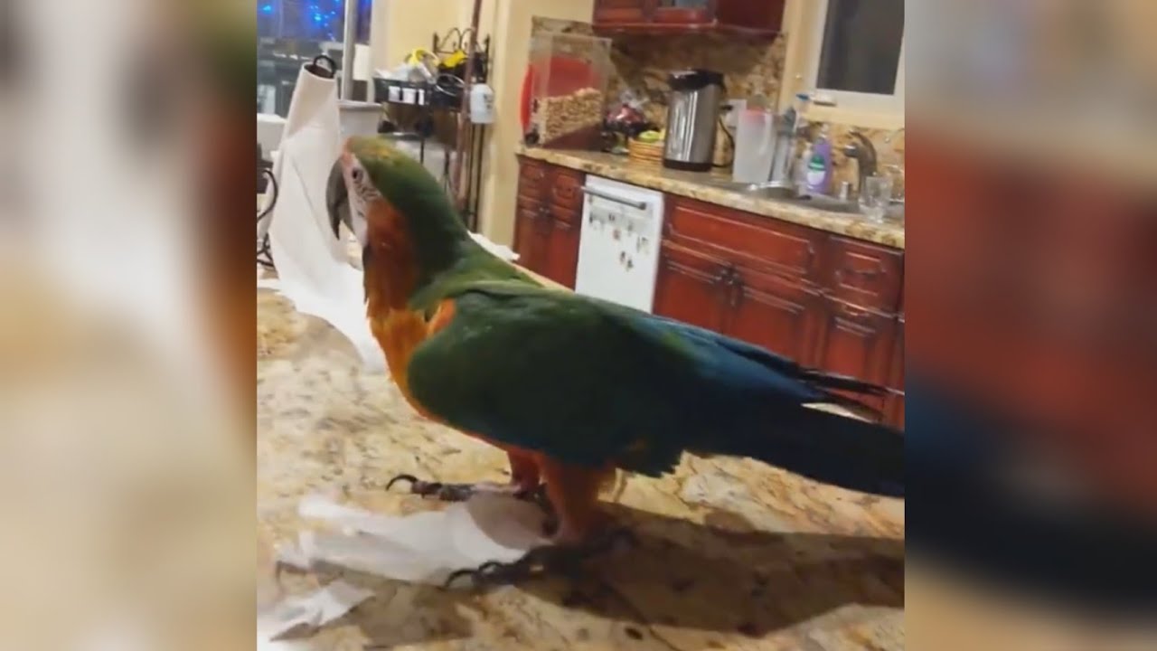 funny Macaw parrot #parrot #viral #birds #short #birds_lover