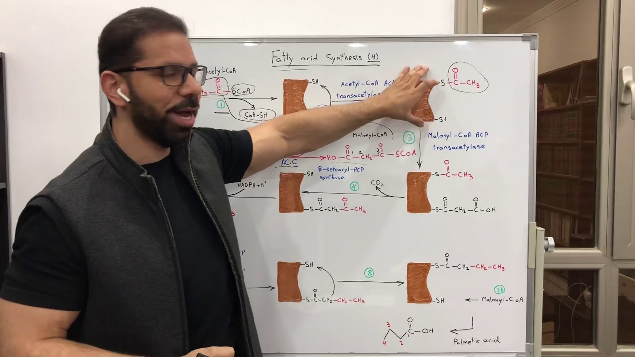عملية صناعة الأحماض الدهنية (الجزء الرابع) Fatty Acids Synthesis (part 4)