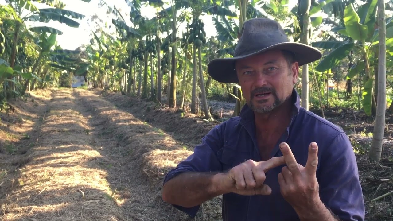 Syntropic Agroforestry In Australia: Video 27