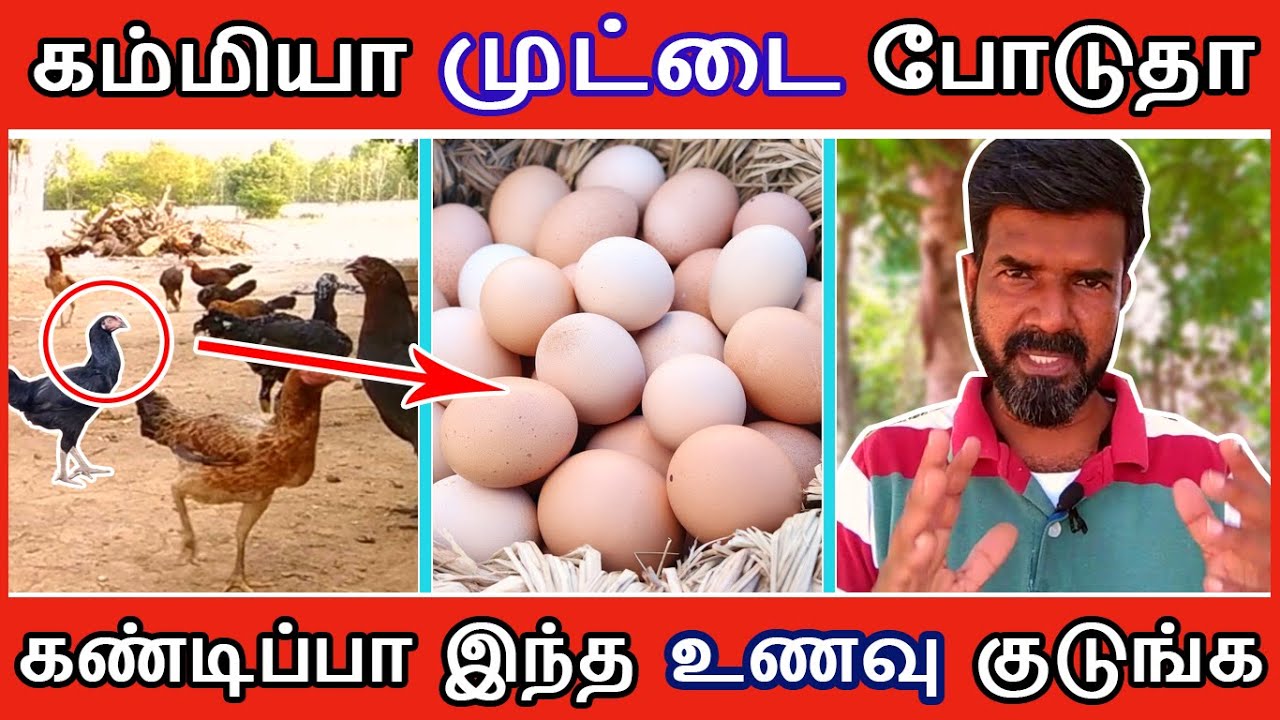 கோழிகள் அதிகமாக முட்டை போடுவதற்கு கண்டிப்பா இந்த உணவு குடுங்க  | TAMIL | GUNA NATTUKOZHI PANNAI