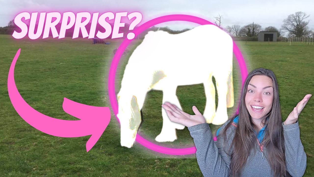 Meet the Horses! 🐎 FIRST EVER VLOG and a new addition to the family! Lady Ranger Vlogs!