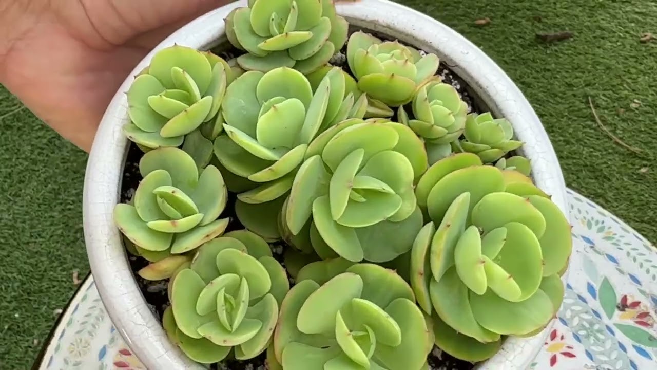 Decapitating all of my succulents before summer ￼