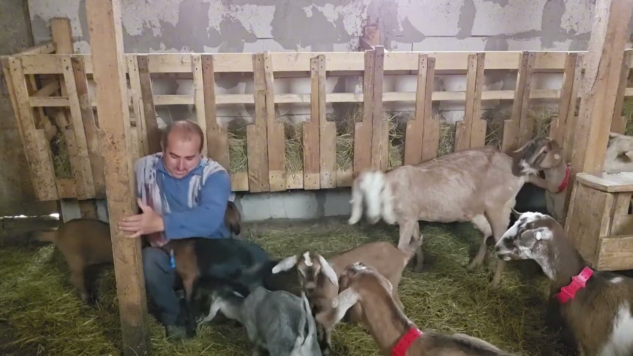 AM FĂCUT AGALAXIN FORTE LA CAPRE!!