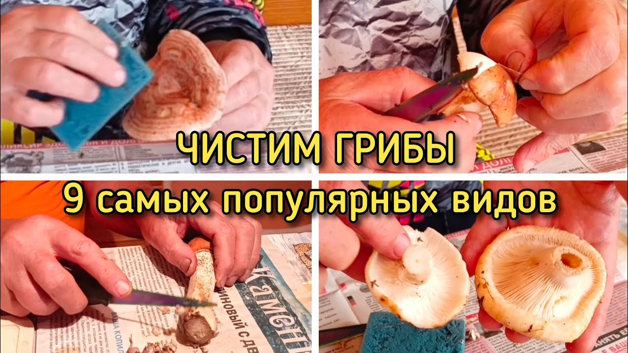 Как правильно чистить #грибы? 9 популярных видов: #белыйгриб  #грузди #рыжики #маслята #подосиновики